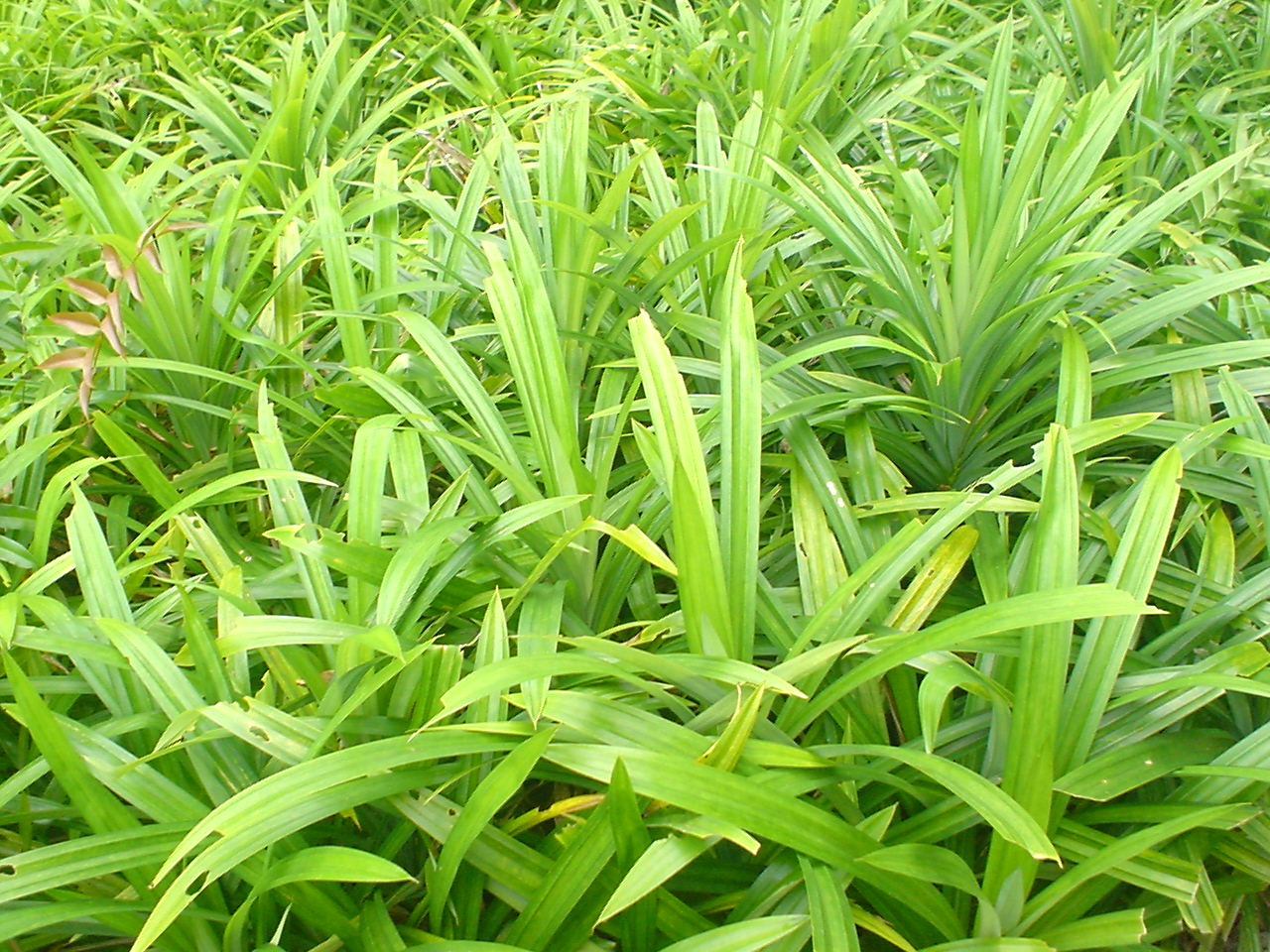 Splints Pandan Pandan is the new matcha, declares food trend forecaster Nigella Lawson ...