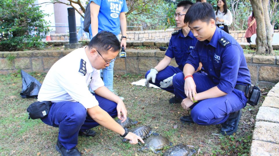 SPCA officers recovering the turtles. Picture SPCA