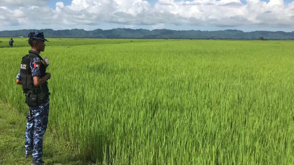 Deserted farmland in northern Rakhine State. Photo: Twitter / Paul Seger