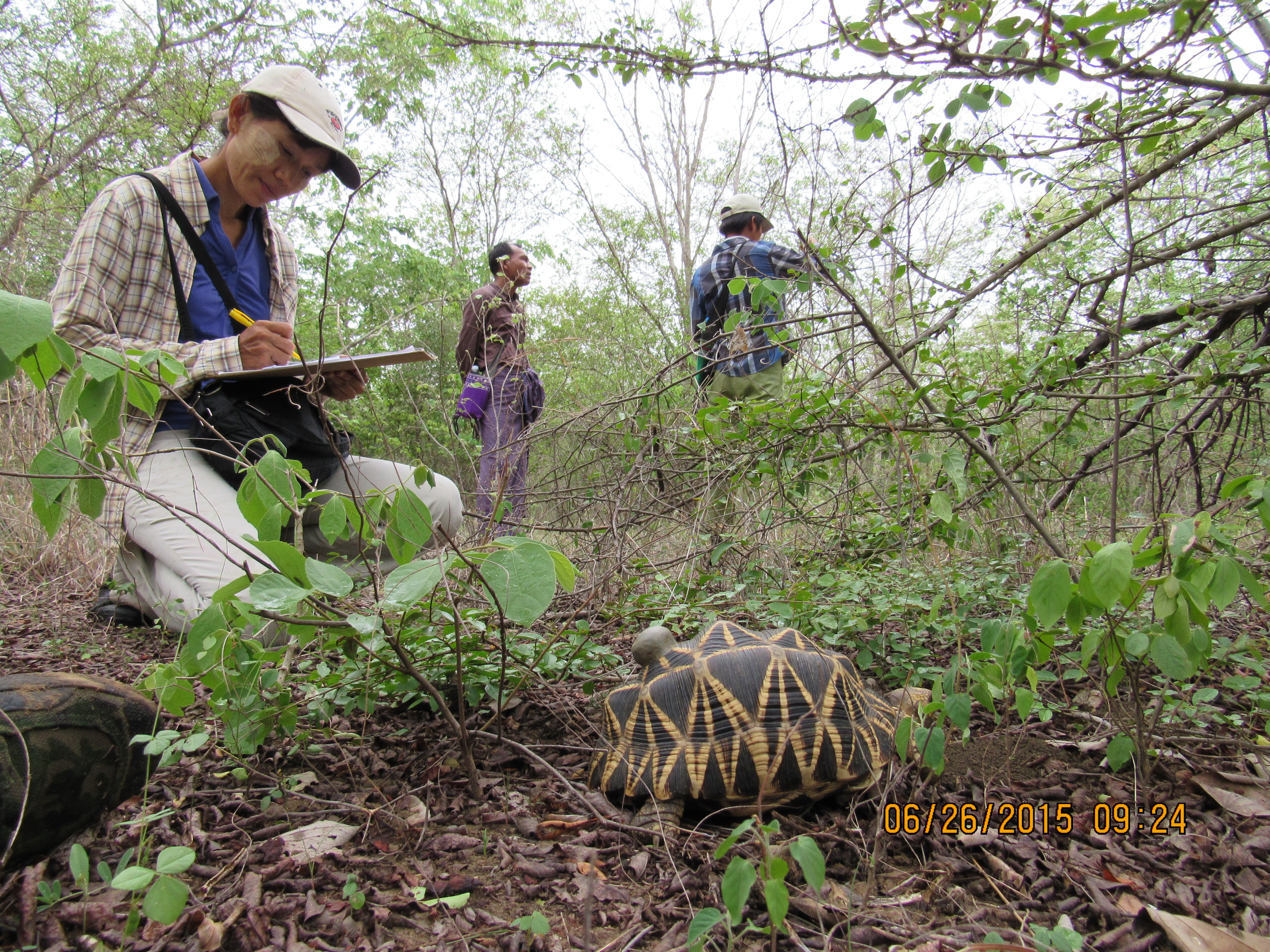 Conservationists collect data on the Burmese star tortoise