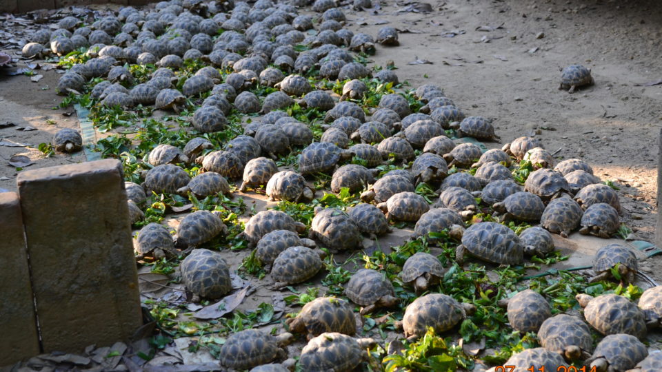 Burmese star tortoise hatchlings. Photo: WCS/TSA