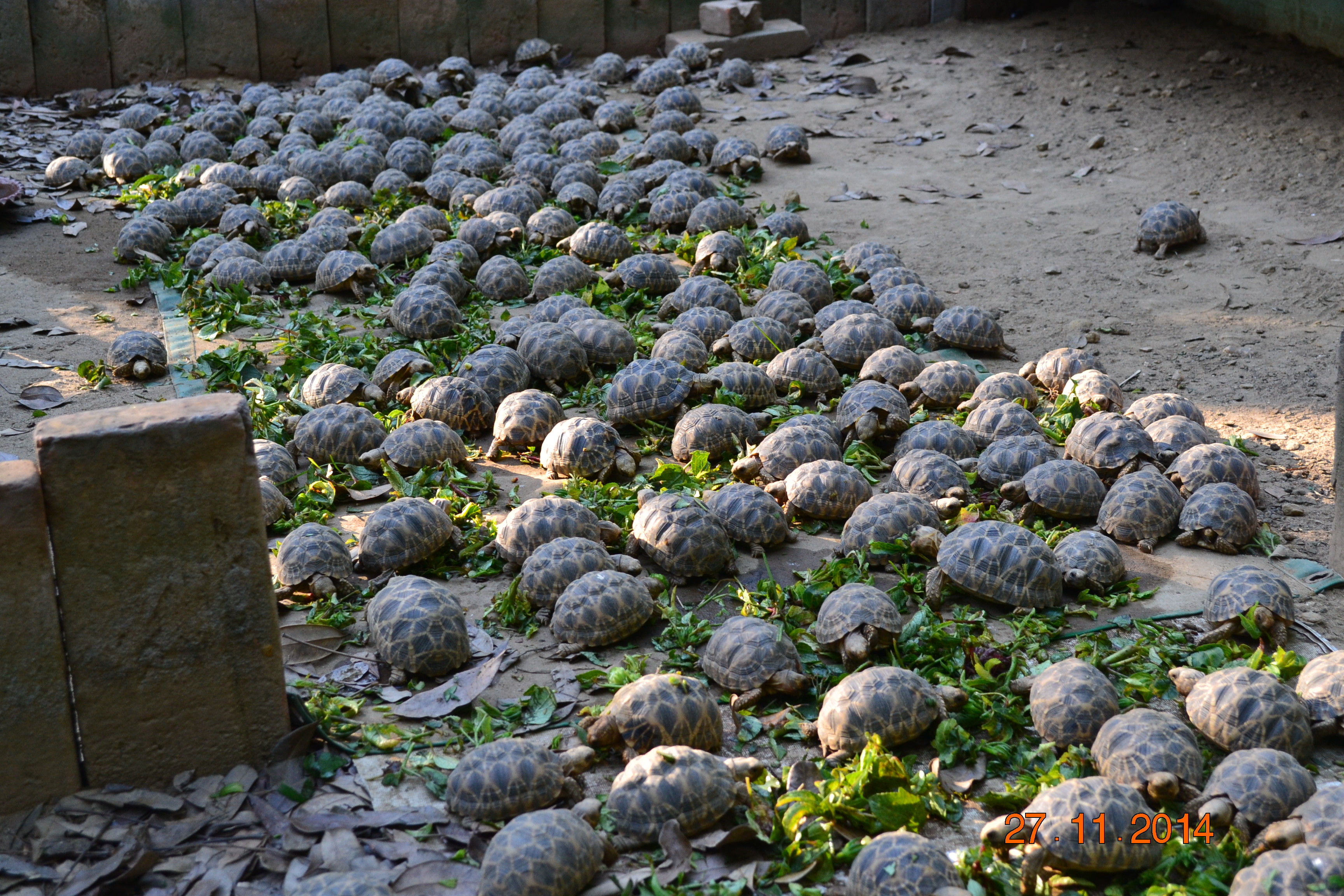 Burmese star tortoise hatchlings