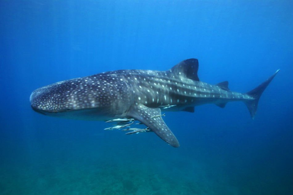 'Butanding' lands in list of species needing international protection ...