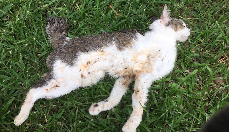 Photo: Agri-Food & Veterinary Authority of Singapore (AVA)/Facebook