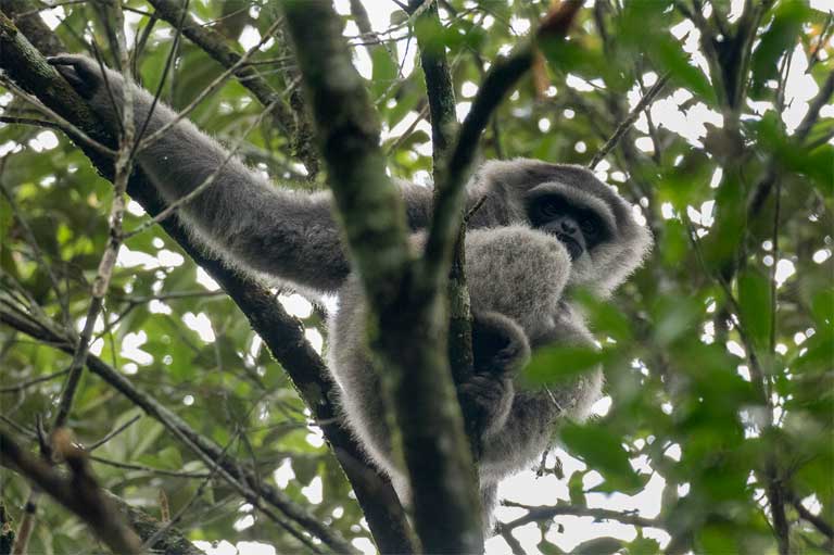 Javan Gibbon