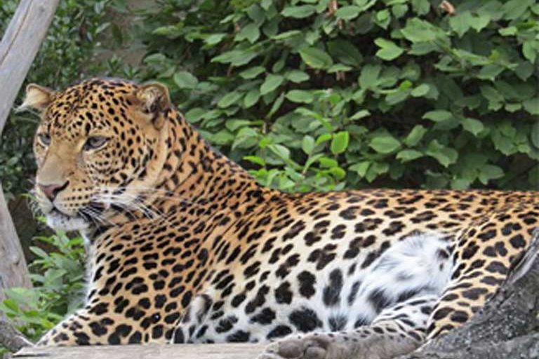 Javan leopard