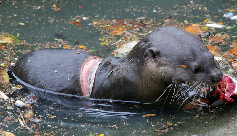 Photo: Abel Yeo‎/OtterWatch Facebook page