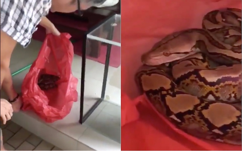 Photo: Videos screengrab