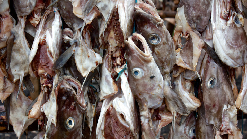 Drying fish. Photo: Flickr / Marco Bellucci