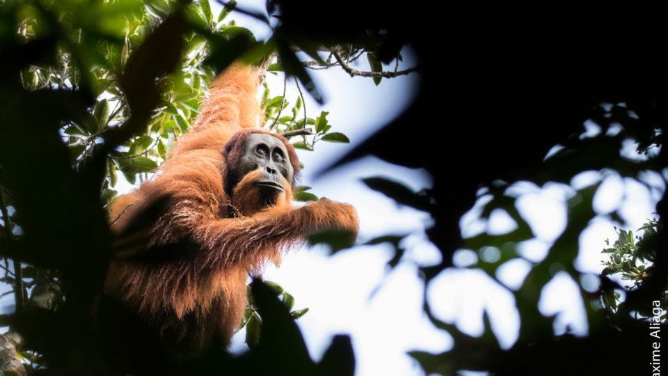 A Tapanuli orangutan (Pongo tapanuliensis) in Sumatra. Photo by Maxime Aliaga.