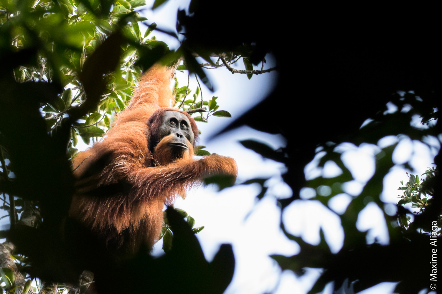A Tapanuli orangutan (Pongo tapanuliensis) in Sumatra. Photo by Maxime Aliaga.