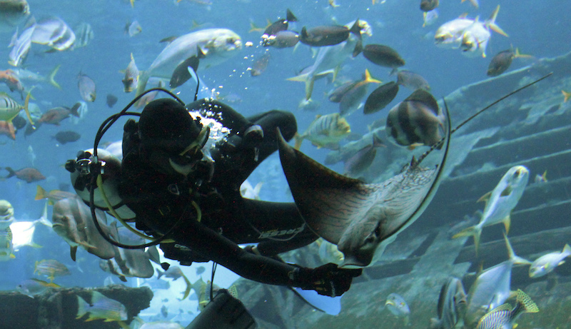 The ornate eagle ray. Photo: Resorts World Sentosa