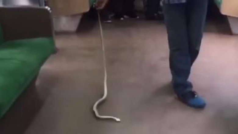 Snake on a KRL Commuterline train in Jakarta, November 21, 2017. Photo: Instagram/@jktinfo