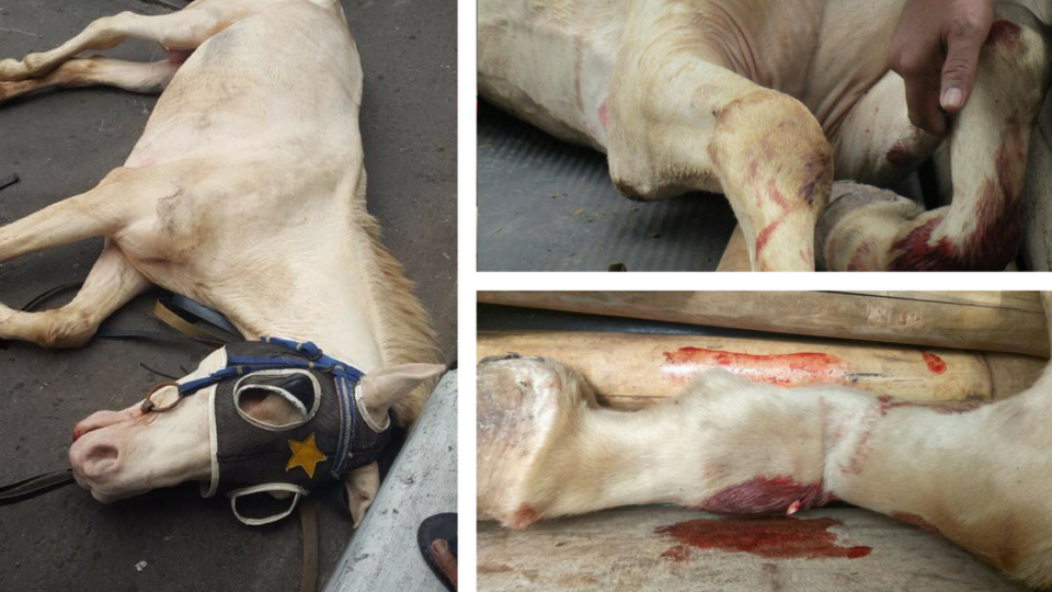 Photos of a carriage horse that collapsed and died this month. Photos: Jakarta Animal Aid Network (JAAN) / Facebook