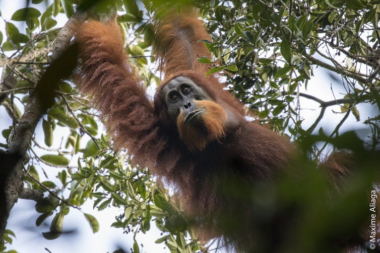 The new species has a smaller head, and a distinctly ‘cinnamon’ colour compared with other orangutans.
Maxime Aliaga, Author provided