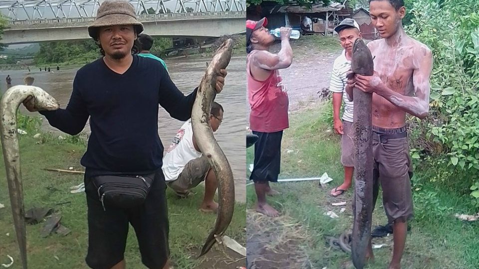 Fish have been coming dead, down Bali’s Unda River, which reportedly has a stinging odor of sulfur. Photos via Facebook/Ary Kencana