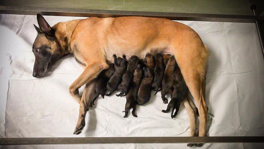 Newborn fashion belgian malinois