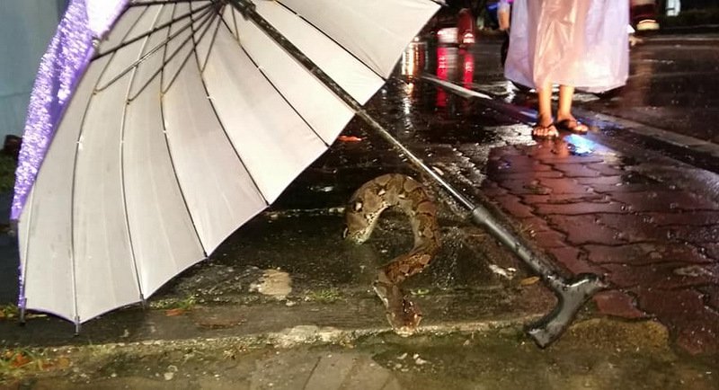 Photo: The Phuket News