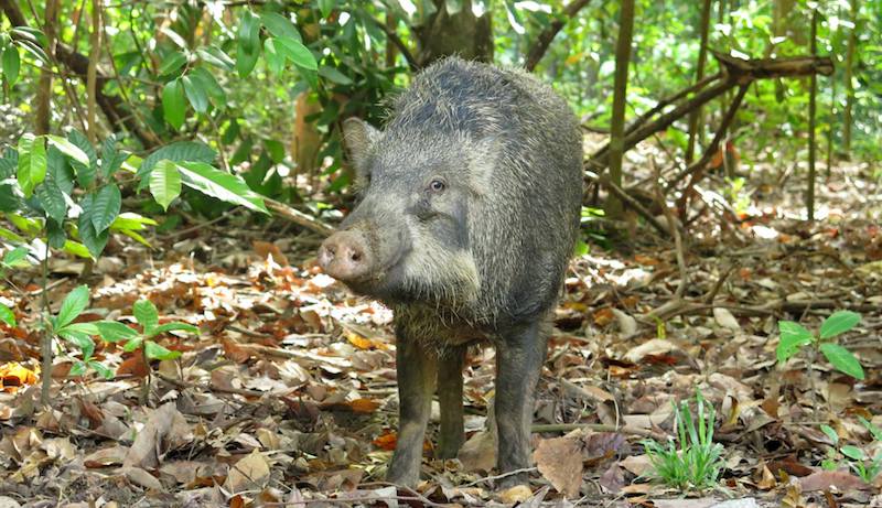 A wild boar in Singapore. Photo: Ardi Tandiono/Facebook