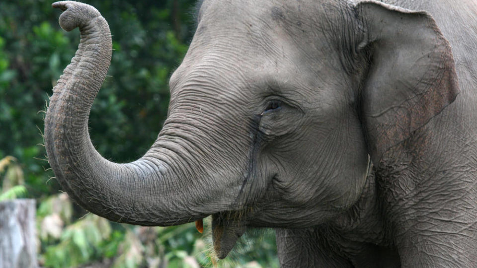 Sumatran elephant in Tesso Nilo National Park, Indonesia. Photo: Nonprofit Organizations / Flickr