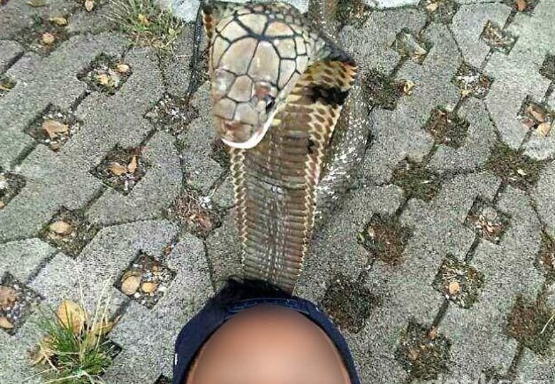 14-year-old Indonesian boy Aril’s pet cobra. Photo: Detik