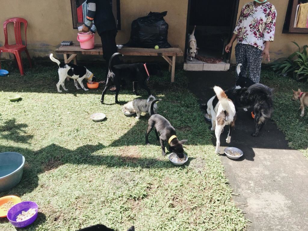 BAWA feeding dogs at Mount Agung