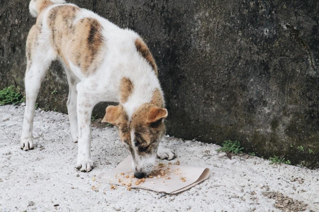 BAWA feeding dogs at Mount Agung