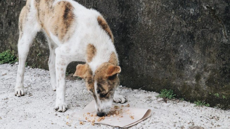 File photo of a dog in Bali. Photo: Coconuts Bali