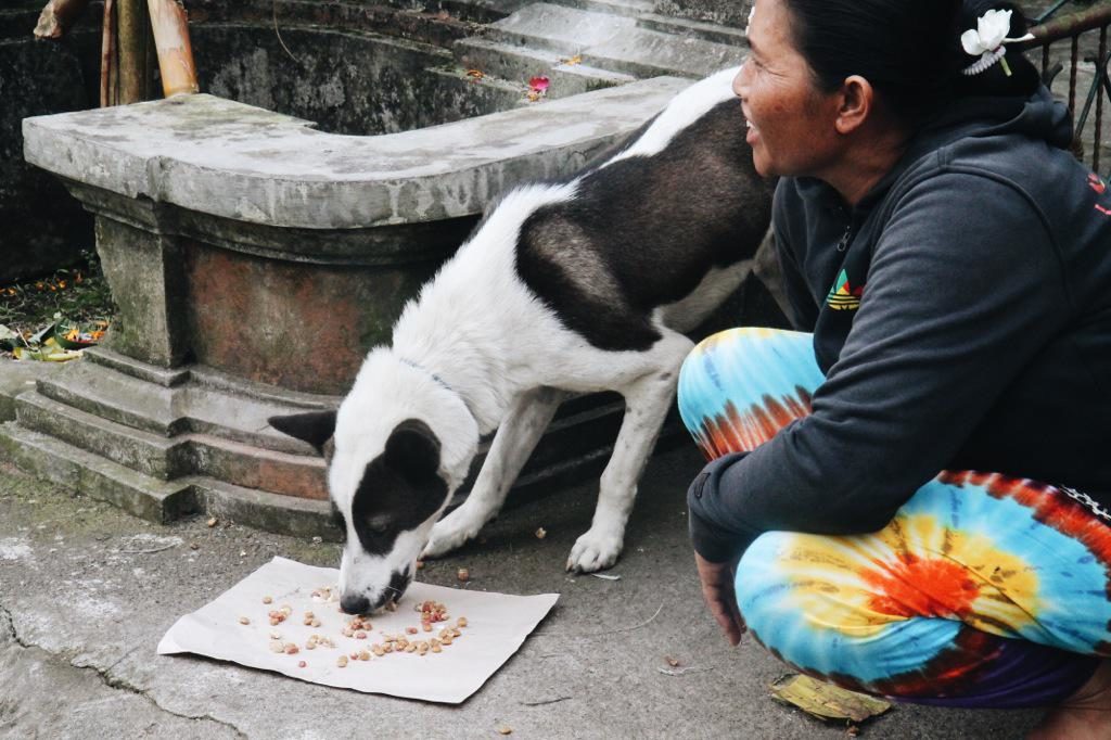 BAWA feeding dogs at Mount Agung