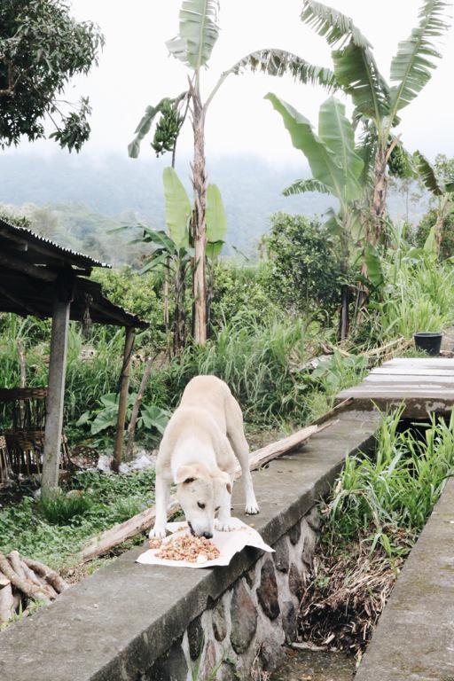 BAWA feeding dogs at Mount Agung