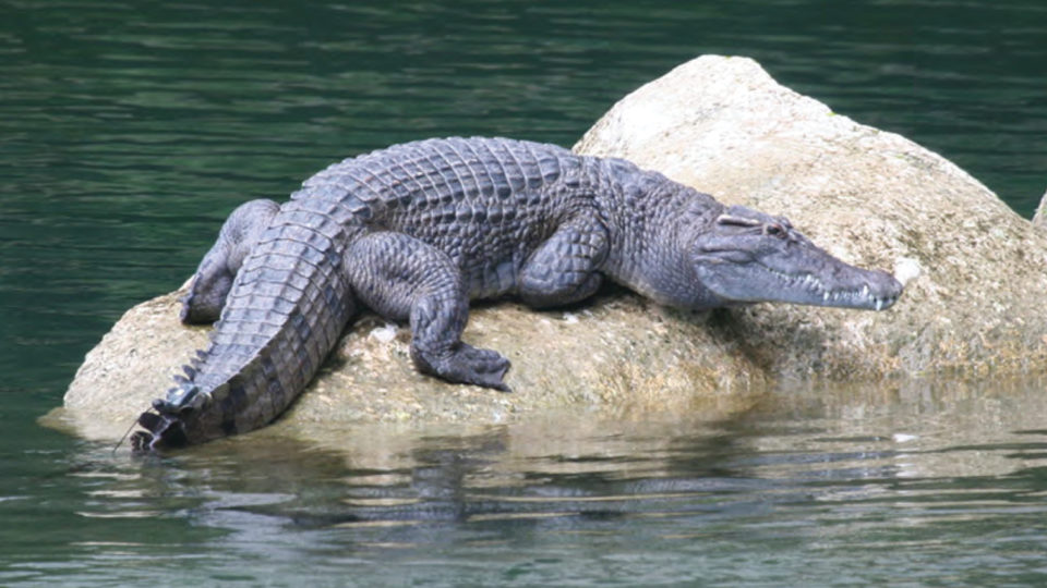 Crocodylus mindorensis basking on a rock in the Disulap River, Barangay Disulap. Photo: MVW / Wikipedia