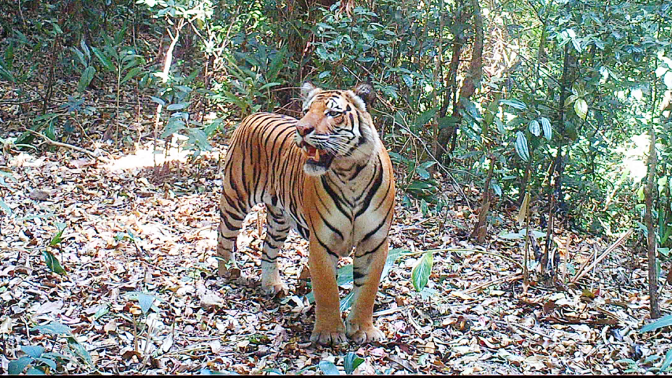 A tiger caught on camera trap in the newly protected area. Photo: KWCI