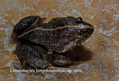 Limnonectes longchuanensis. Photo: Suwannapoom, et al.