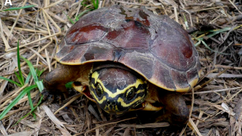 Photo: Courtesy of WWF