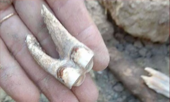 Teeth unearthed by riverbank erosion in Nabekan village, Mandalay Region, on December 5, 2017. Photo: Win Maung