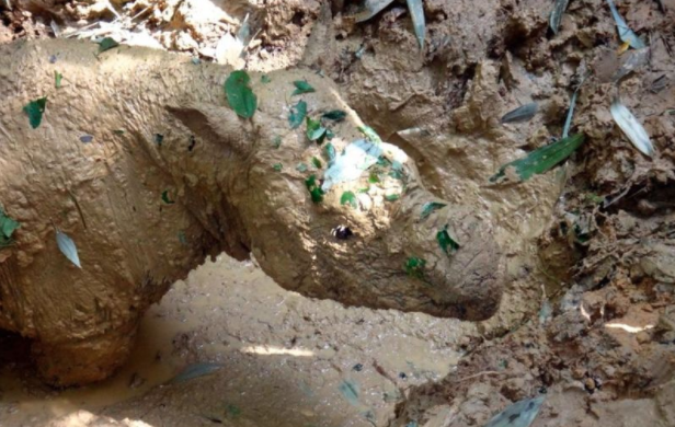 Iman, via Sabah Wildlife Department