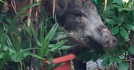 Photo via Apple Daily.