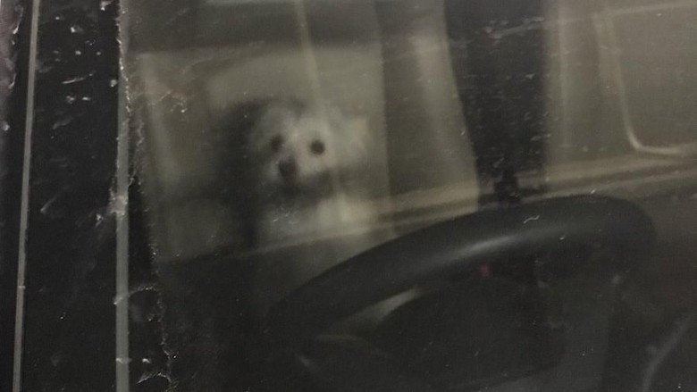 Valent the poodle locked inside her owner’s car at the parking lot of Grand Indonesia mall in Jakarta on December 1, 2017. Photo: Twitter/@tommyprabowo