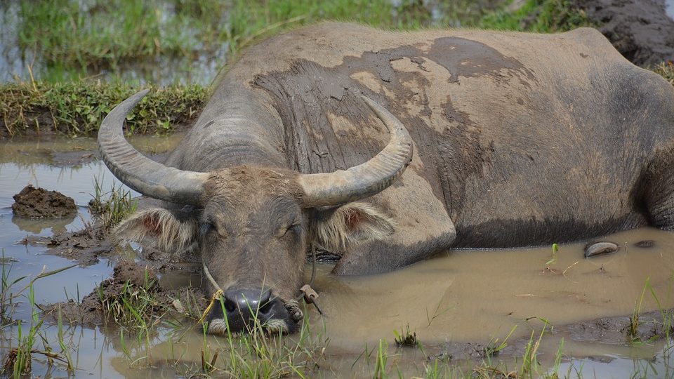File photo of a water buffalo. Photo: Wikimedia Commons
