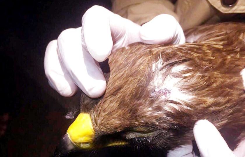 The wounded Mongolian steppe eagle. Photo: Forestry Department