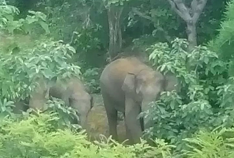 A group of elephants that killed a photographer near Bagan in August 2015. Photo: Facebook / Oungko Win
