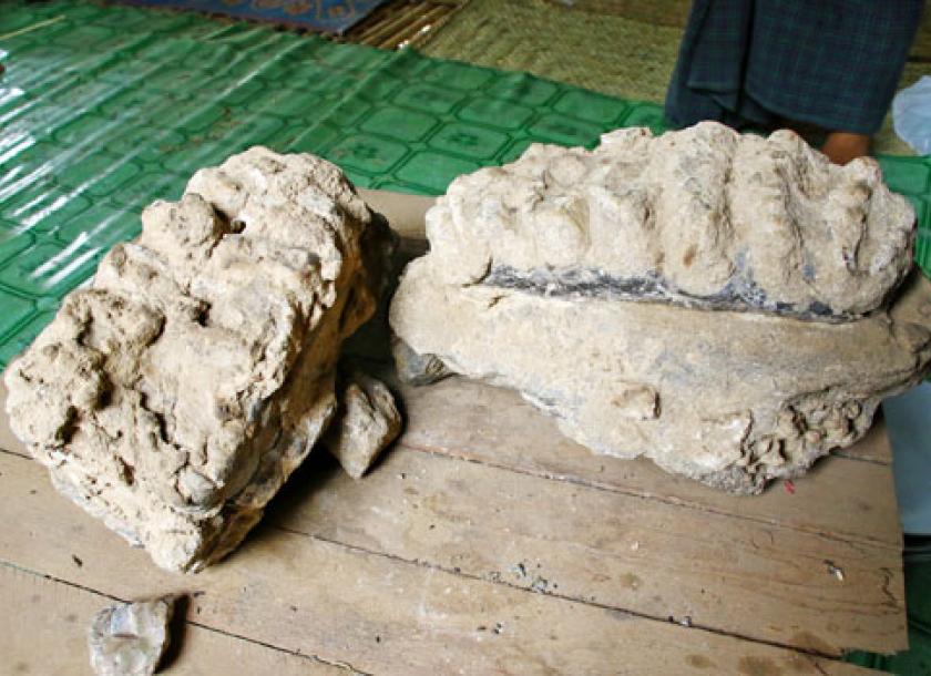 ancient elephant fossils