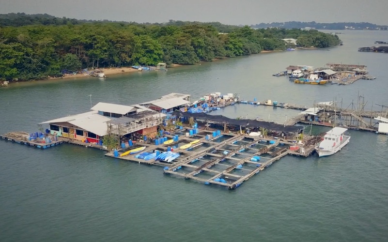 Photo: Video screengrab