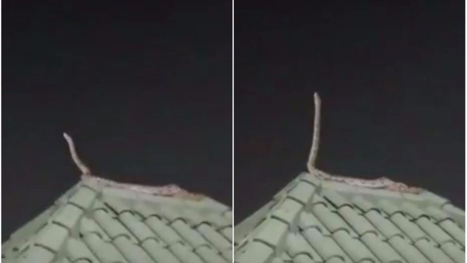 Photo: Video screengrab