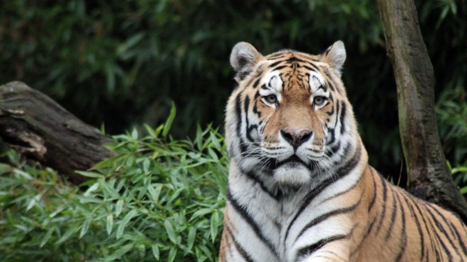 Sumatran Tiger. Photo: Pixabay