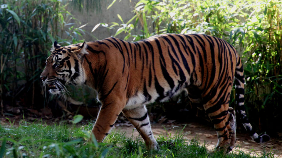 A Sumatran tiger (Panthera tigris sumatrae), one of the Leuser’s iconic species. Photo by Rhett A. Butler/Mongabay.