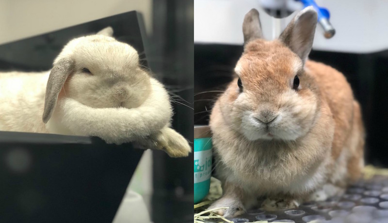 Photo: The Fluffy Hut/Facebook