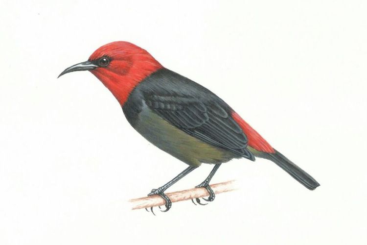 The newly named Myzomela irianawidodoae. Illustration: Agus Priyono / LIPI