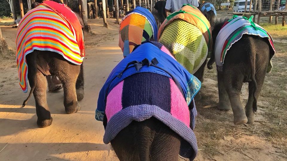 Orphaned elephants wear knitted blankets to survive a historically cold winter at the Winga Baw Elephant Camp in Bago Region. Photo: Saengduean Lek Chailert