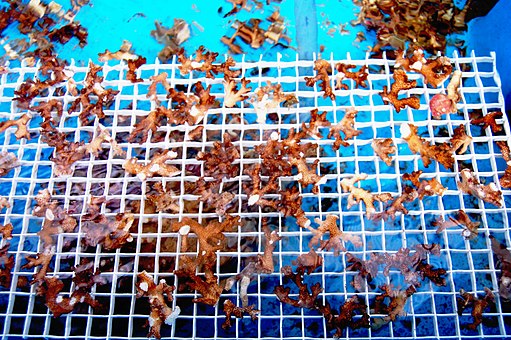 Illustration. Photo: Wikimedia Commons